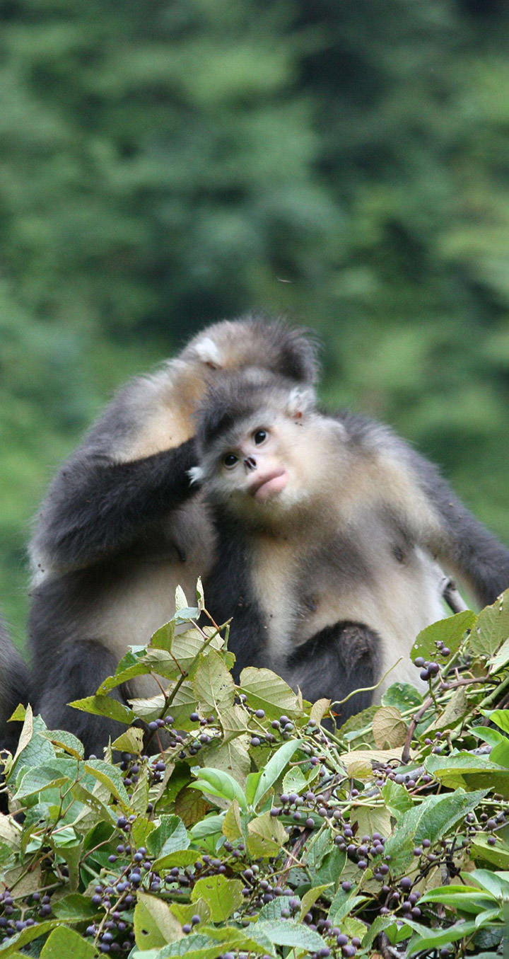 云南省綠色環(huán)境發(fā)展基金會_mob